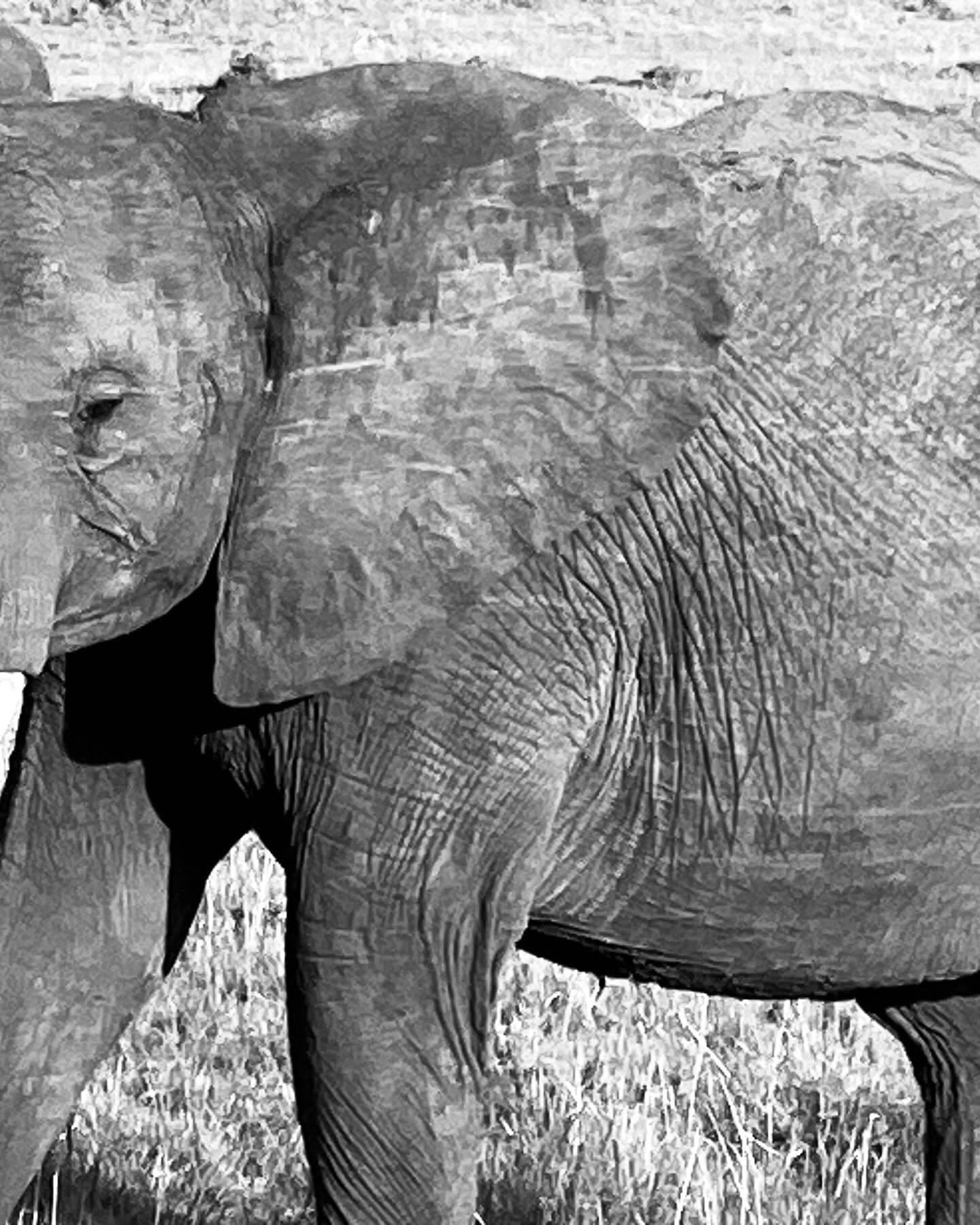 Close-up black and white portrait of an elephant